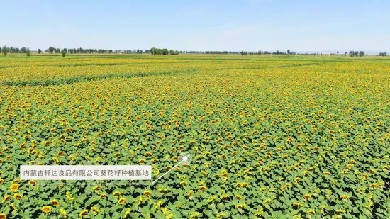 > 12 Months Raw Zhongtai Chemical Packing: 25kg/Plastic Woven Bag 500kg/Jumbo Price Sunflower Seeds Kernels