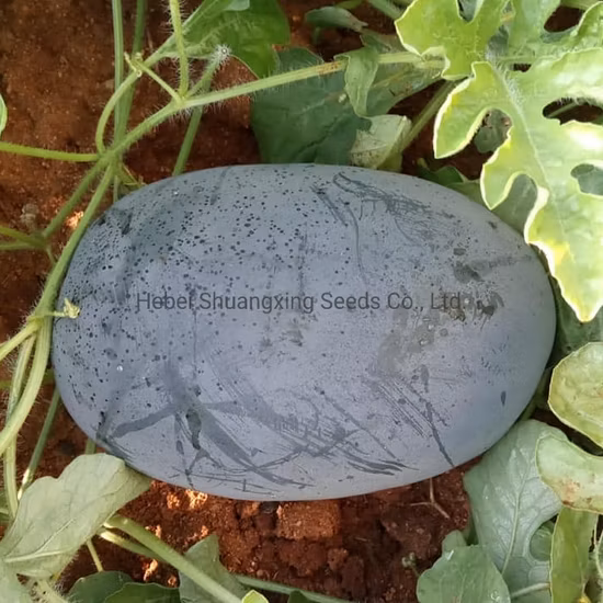 Wholesale Red Flesh Watermelon Seeds Price
